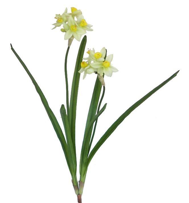 Narcissus Spray- 19``