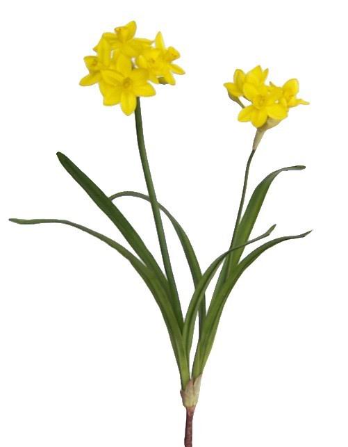 Narcissus Spray- 19``