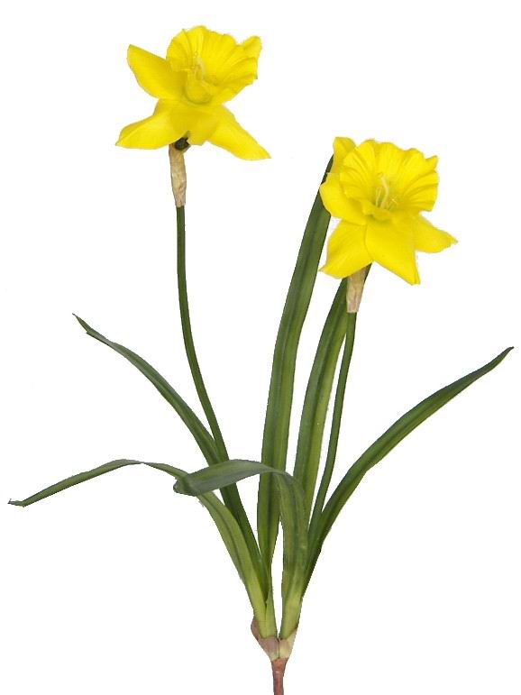 Narcissus Spray- 19``