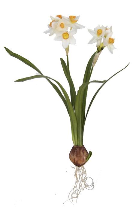 Narcissus Plant- 17`` (Narcissus Plant- 17``)