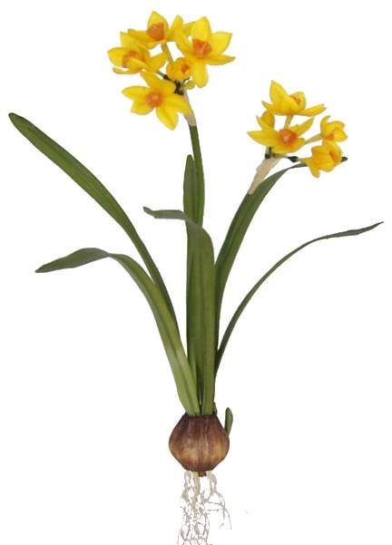 Narcissus Plant- 17`` (Narcissus Plant- 17``)