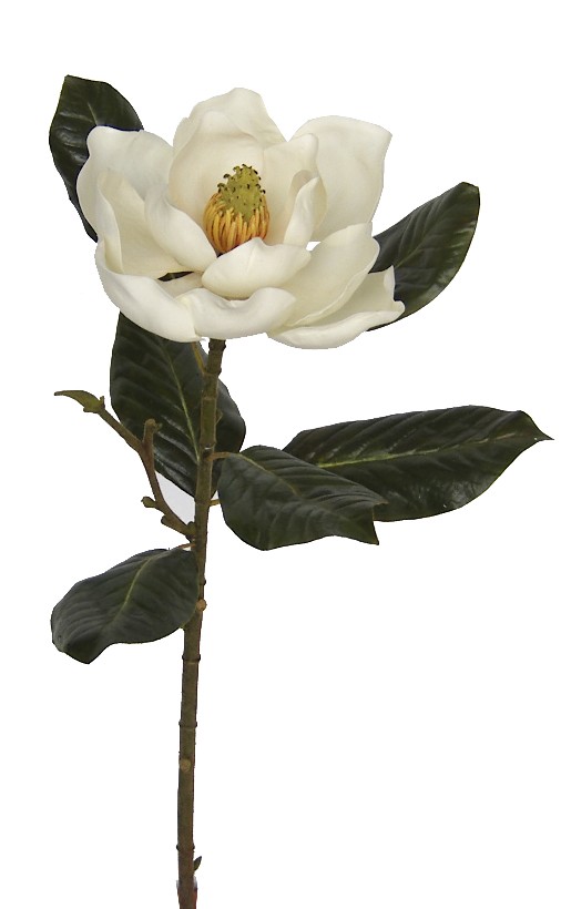 Magnolia Spray- 31`` (Magnolia Spray- 31``)