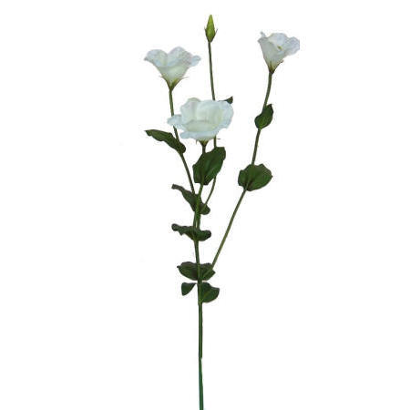 Eustoma Spray-31``