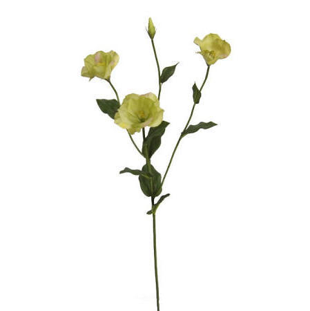 Eustoma Spray-31``