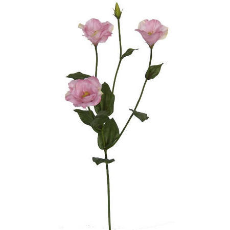 Eustoma Spray-31``