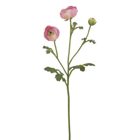 Ranunculus Spray-29`` (Ranunculus Spray-29``)