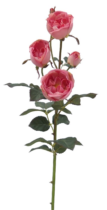 Cabbage Rose Spray- 31`` (Cabbage Rose Spray-31``)