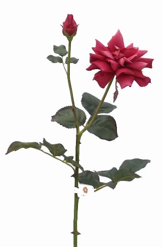 Honey Rose Spray- 31`` (Honey Rose Spray-31``)