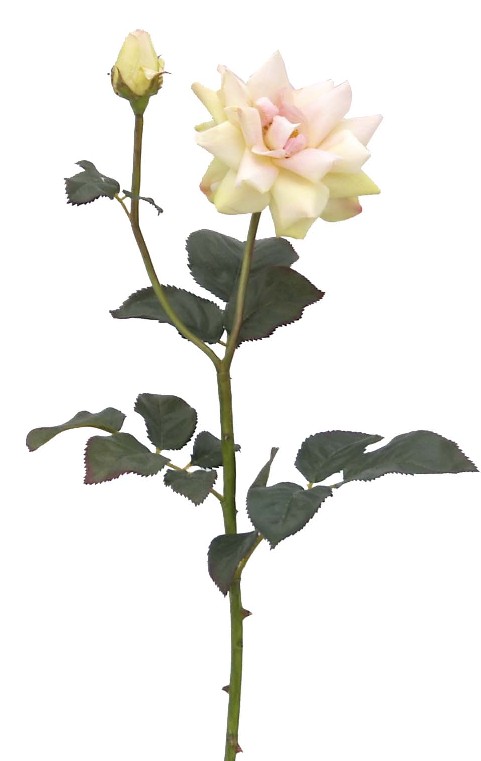 Honey Rose Spray- 31`` (Honey Rose Spray-31``)