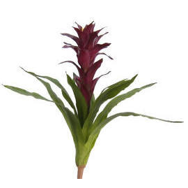 TORCH GINGER (TORCHE GINGER)