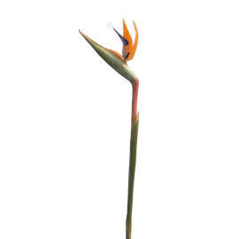 BIRD OF PARADISE-30.5`` (OISEAU DE PARADIS-30.5``)