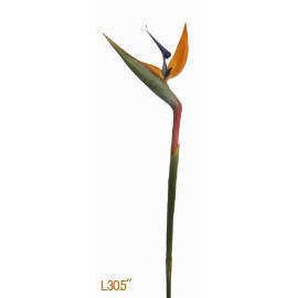 BIRD OF PARADISE-30.5`` (OISEAU DE PARADIS-30.5``)