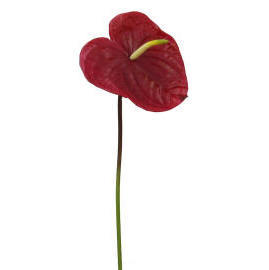 Anthurium-24`` (Anthurium-24``)