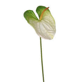 Anthurium-24`` (Anthurium-24``)