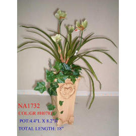 POTTED ORCHID (EMPOTE ORCHID)