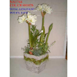 POTTED FLOWER (POT DE FLEURS)