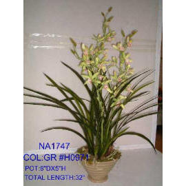 POTTED ORCHID (Комнатные ORCHID)