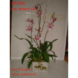 POTTED ORCHID (EMPOTE ORCHID)