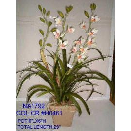 POTTED ORCHID (EMPOTE ORCHID)