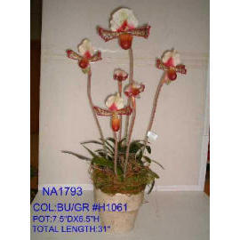 POTTED ORCHID (EMPOTE ORCHID)