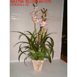 POTTED ORCHID (POTTED ORCHID)