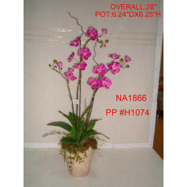 POTTED ORCHID (POTTED ORCHID)