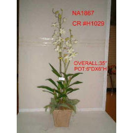 POTTED ORCHID (Комнатные ORCHID)