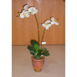 28``H POTTED PHALAENOPSIS (28``H POTTED PHALAENOPSIS)