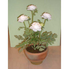 15``H POTTED RANUNCULUS (15``H RANUNCULUS EMPOTE)