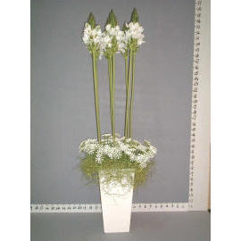 32.5``H ORNITHOGALUM & LACE IN POT