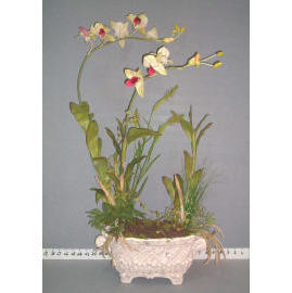 32``H Zimmerpflanzen DENDROBIUM (32``H Zimmerpflanzen DENDROBIUM)