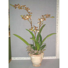 41``H POTTED ONCIDIUM ORCHID (41``H EMPOTE ONCIDIUM ORCHID)