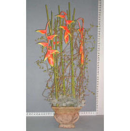 42``H POTTED HANGING HELICONIA