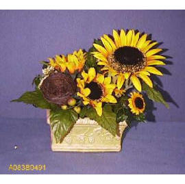 SUNFLOWER POTTED (SONNENBLUME Zimmerpflanzen)