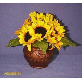 SUNFLOWER POTTED (TOURNESOL EMPOTE)