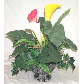 POTTED FLOWER (Zimmerpflanzen FLOWER)