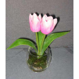 7`` POTTED TULIP