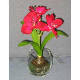 9``H POTTED AMARYLIS (9``H Zimmerpflanzen Amarylis)