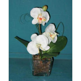 8``H POTTED PHALAENOPSIS (8``H POTTED PHALAENOPSIS)