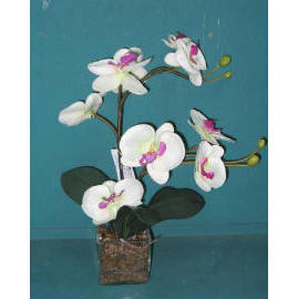 19``H Phalaenopsis in Glaskanne (19``H Phalaenopsis in Glaskanne)