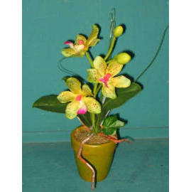 9``H POTTED MINI ORCHID (9``H EMPOTE MINI ORCHID)