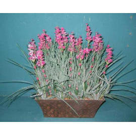 9.5``X14``H POTTED LAVENDER W/METAL POT (9.5``X14``H POTTED LAVENDER W/METAL POT)