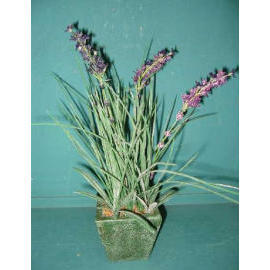 12``H POTTED LAVENDER (12``H Zimmerpflanzen LAVENDEL)