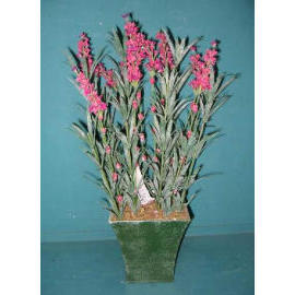 17``H POTTED LAVENDER (17``H Zimmerpflanzen LAVENDEL)