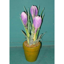 9``H POTTED MINI CROCUS (9``H Zimmerpflanzen MINI CROCUS)