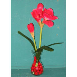 20`` POTTED AMARYLLIS (20``Zimmerpflanzen AMARYLLIS)