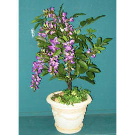 20.5``H WISTERIA IN POT