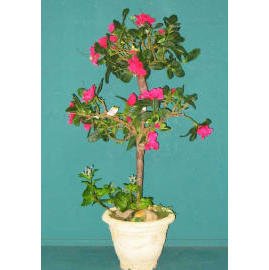 26``H AZALEA IN POT