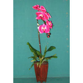 27``H PHALAENOPSIS IN POT (27``H PHALAENOPSIS IN POT)