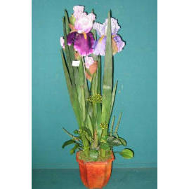 27``H IRIS IN POT (27``H IRIS DANS POT)